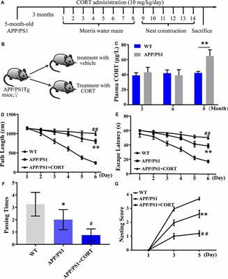 The Molecular Mechanism of Chronic High-Dose Corticosterone-Induced Aggravation of Cognitive Impairment in APP/PS1 Transgenic Mice